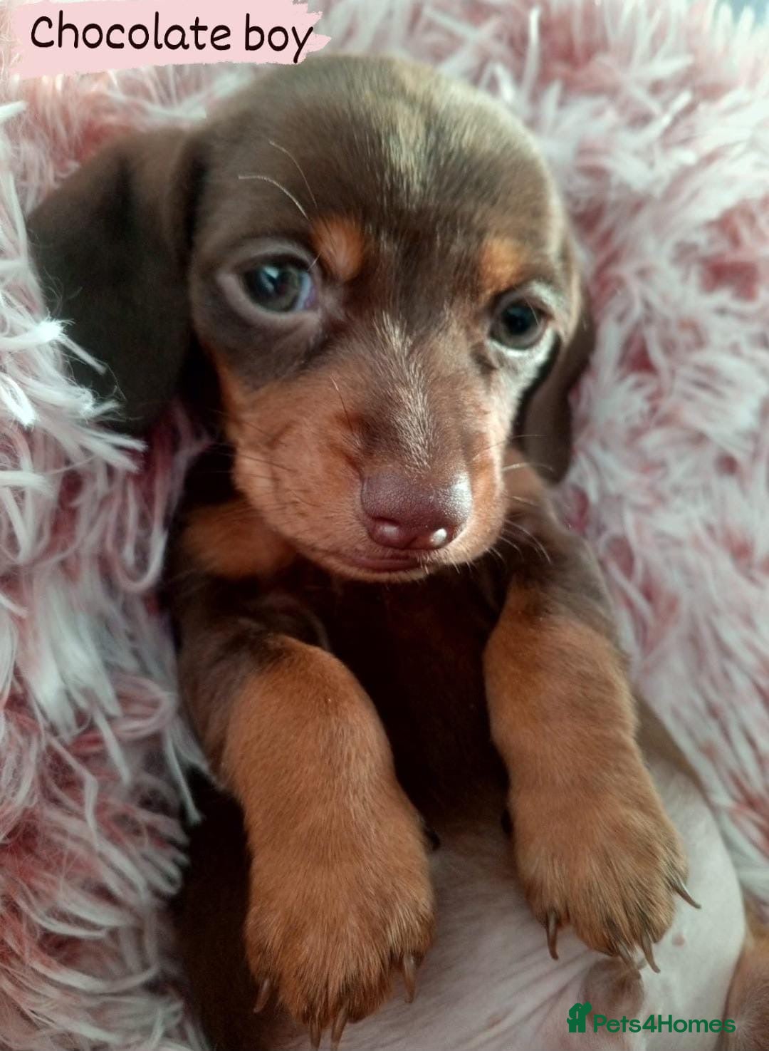 Miniature Dachshund dogs for sale: ✨ Miniature Dachshund– 6 Beautiful Pups! ✨ - Advert 6