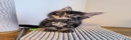 Maine Coon cats for sale: Maine coon MIX kittens  - Advert 14