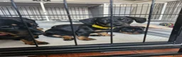 Dachshund dogs for sale: READY TO LEAVE 1 Dachsund Puppy (1 Girl) - Advert 7
