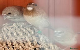 Finches birds for sale: 4 bengali finches  - Image 3