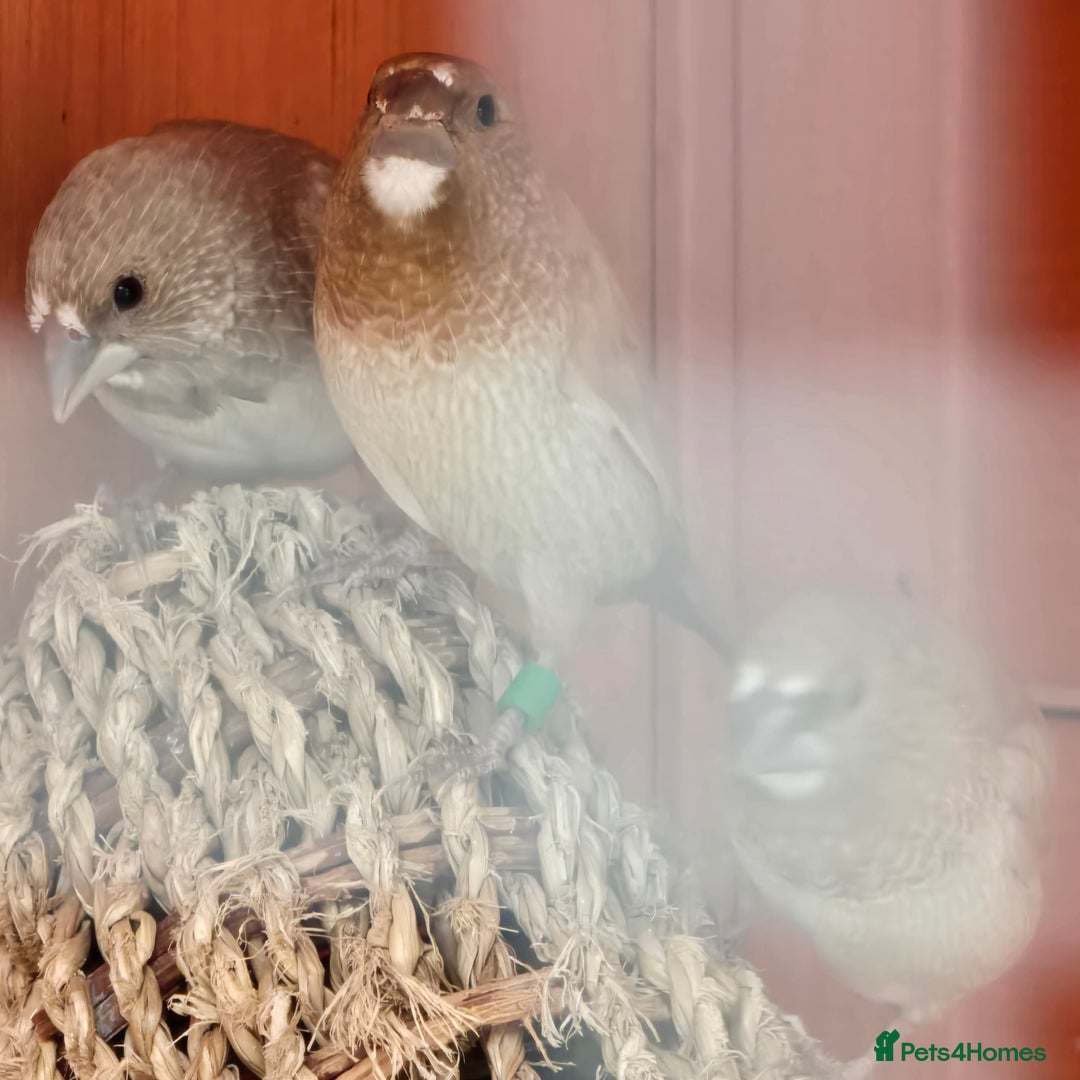 Finches birds for sale: 4 bengali finches  - Image 3