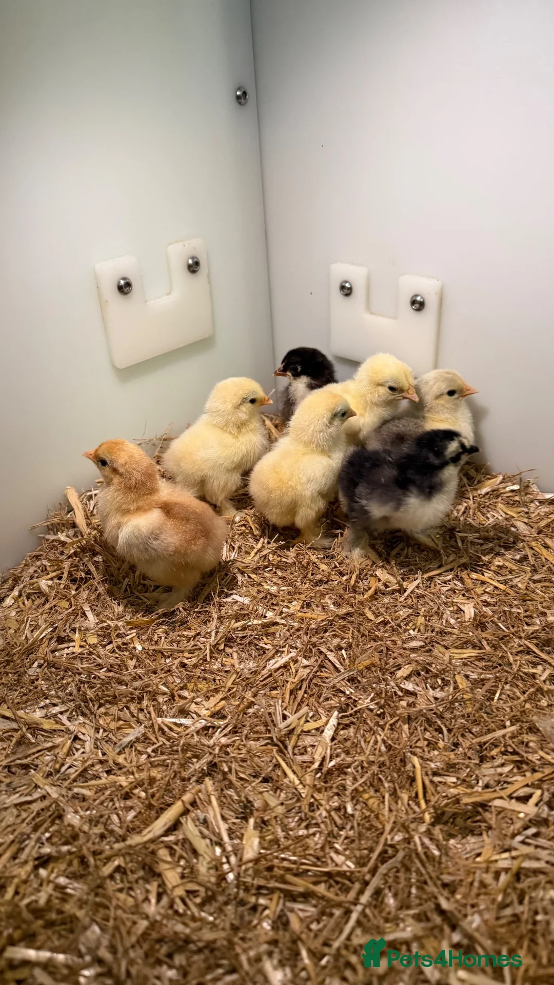 Chickens poultry for sale: Pekins - Advert 2