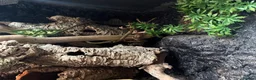 Corn Snake reptiles for sale: Corn snake + full Vivarium setup  in Alva - Advert 8