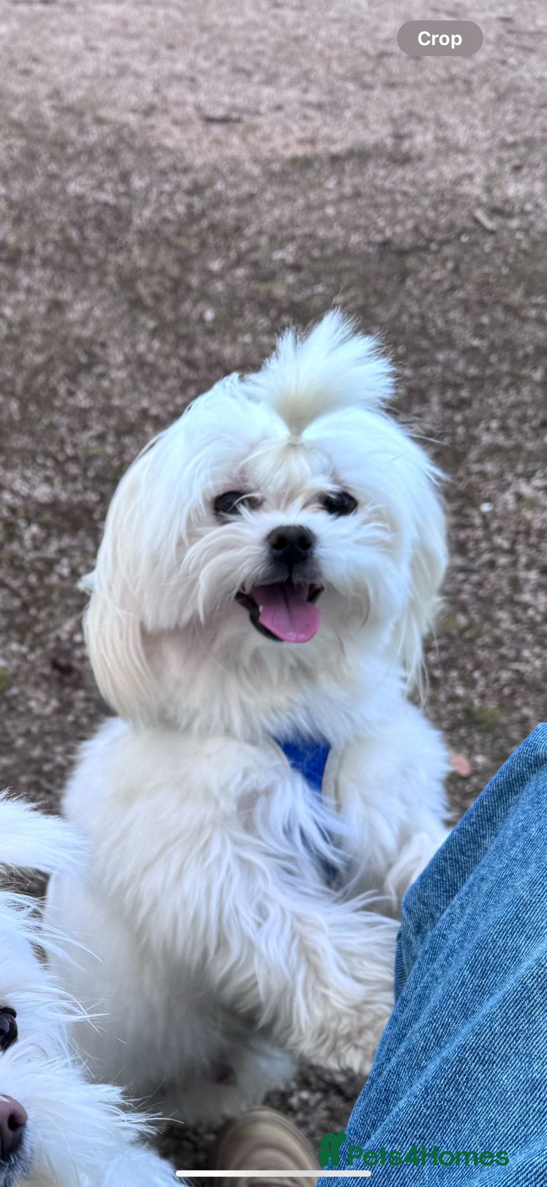 Maltese dogs for stud: PURE MALTESE STUD in Glasgow - Advert 4