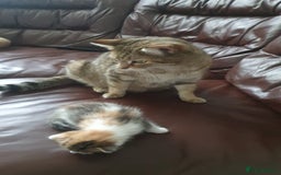 Bengal cats for sale: Davina - Image 10