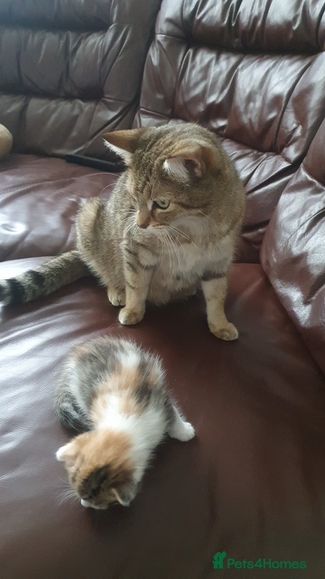 Bengal cats for sale: Davina - Image 10