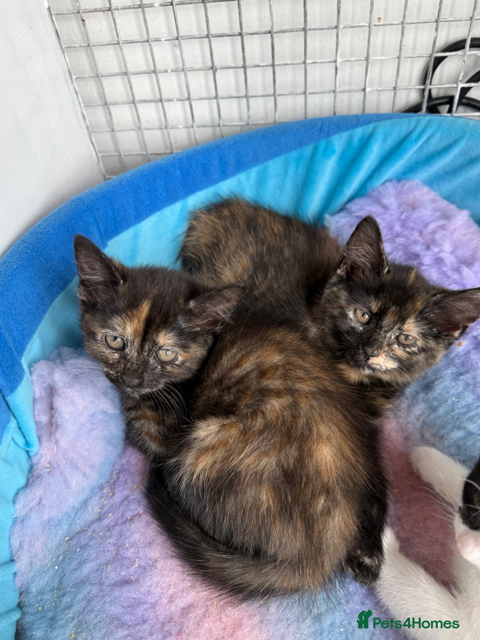Mixed Breed cats 2LEFT 🩷🩷BSH x BEAUTIFUL GIRL KITTTENS £65 EACH  - Advert 1
