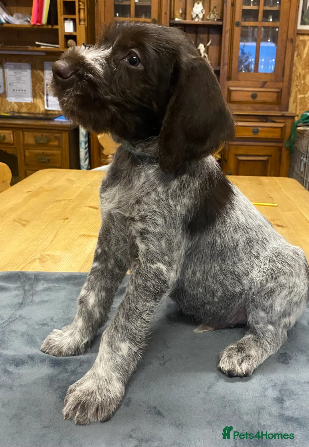 German Wirehaired Pointer dogs for sale: KC Registered German Wirehiared Pointer Pups - Advert 8