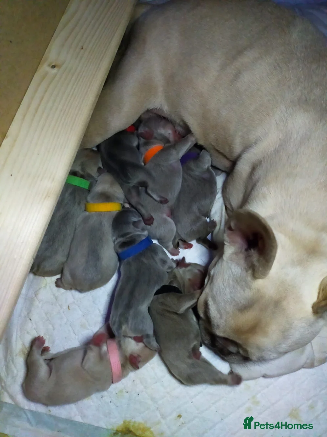 French Bulldog dogs for stud: Isabella and tan health tested french bulldog stud in Lincoln - Advert 9