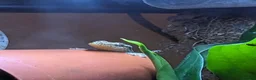 Gecko reptiles for sale: Mourning geckos in Malmesbury - Advert 4