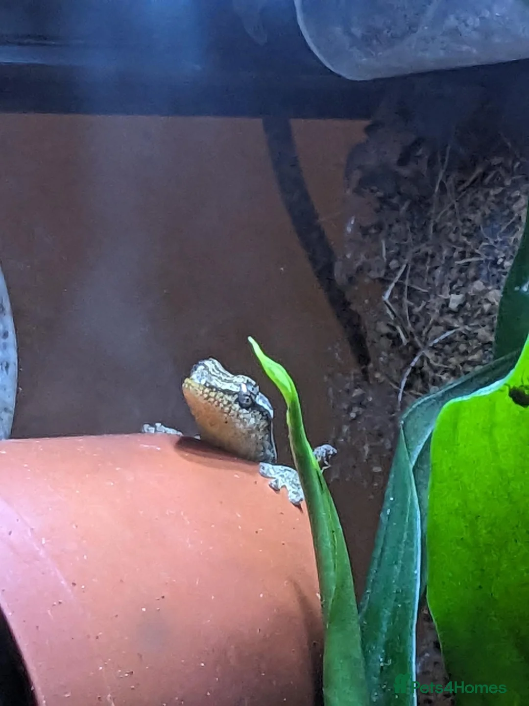 Gecko reptiles for sale: Mourning geckos in Malmesbury - Advert 4