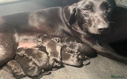 Labrador Retriever dogs for sale: Beautiful Black Labrador Pups - Image 5