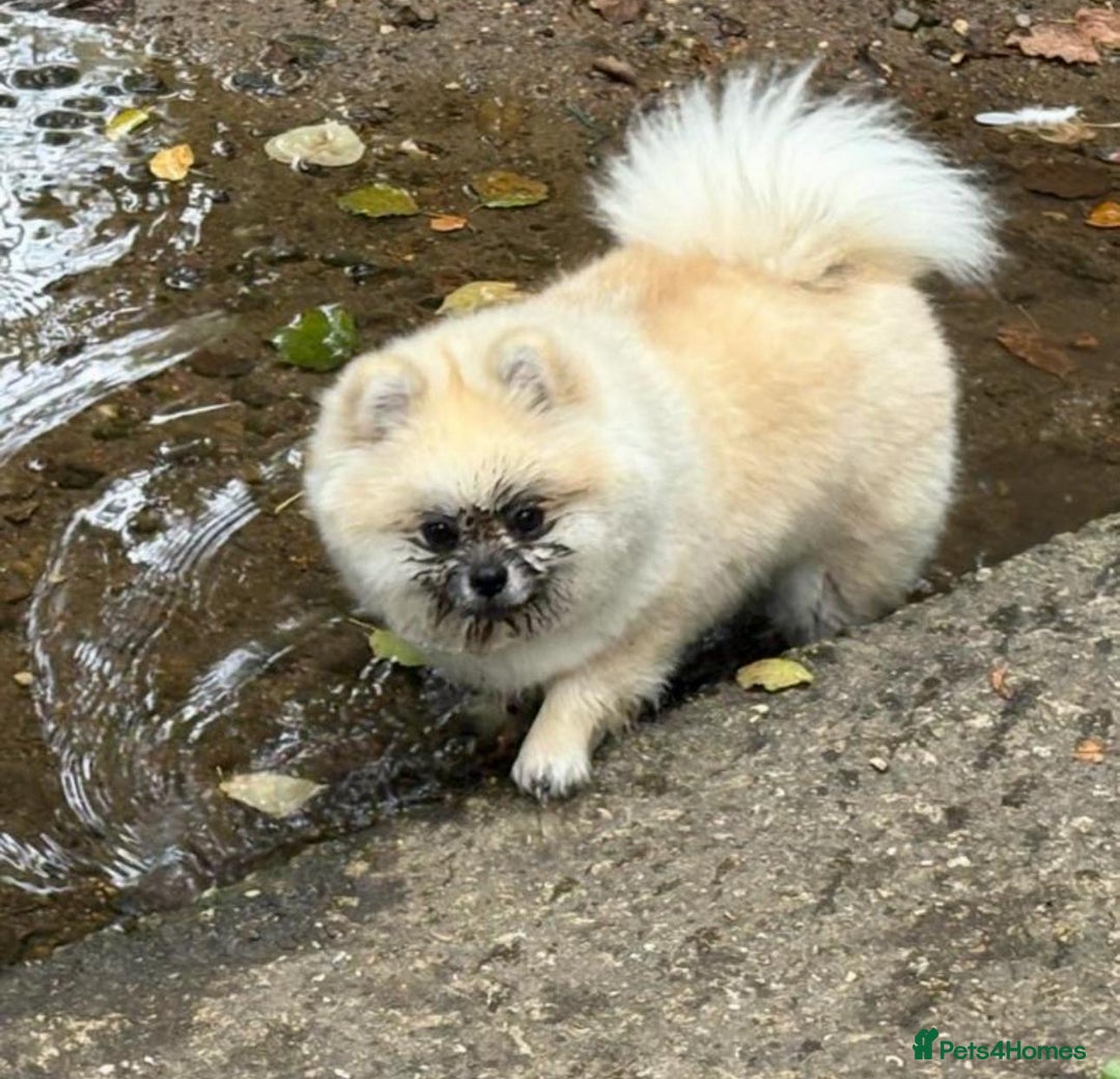 Pomeranian dogs for stud: Pomeranian Stud 1yr - Advert 9