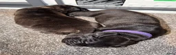 Cane Corso dogs for sale: chunky cane corso puppies  - Advert 13