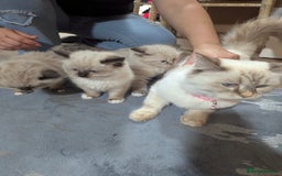 Ragdoll cats for sale: Fluffy Ragdolls - Image 11