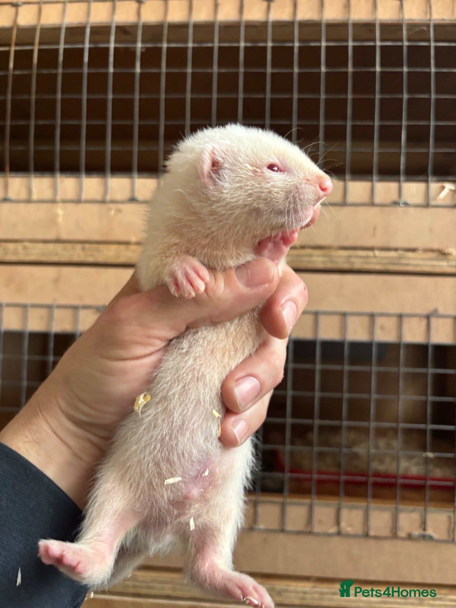 Ferret rodents for sale: Black line  in Cardiff - Advert 8