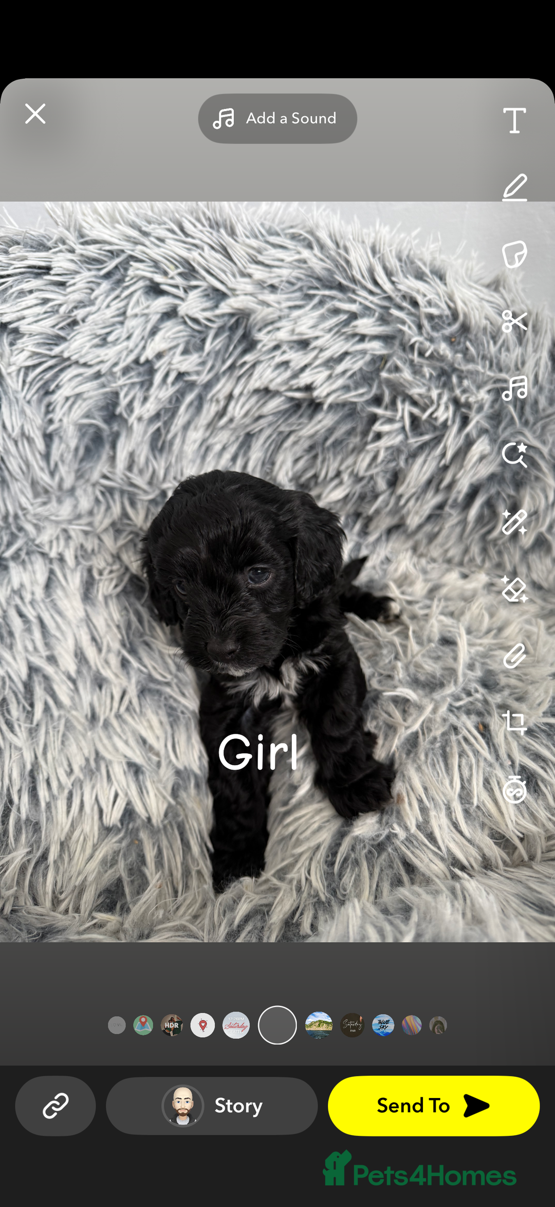Cavapoo dogs for sale: Cavapoo puppies looking for forever homes - Image 10
