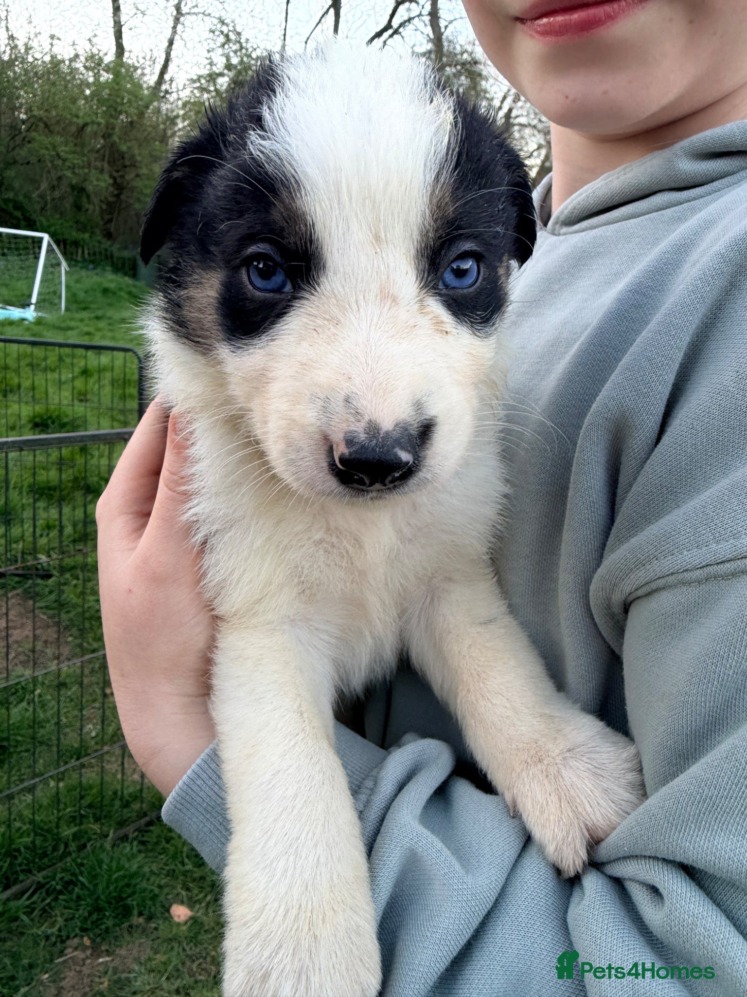 Border Collie dogs Gorgeous litter of Border Collie Puppies  - Advert 1