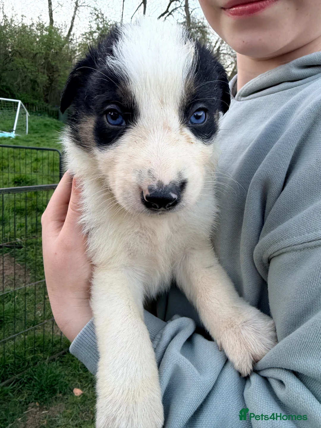 Border Collie dogs for sale: Gorgeous litter of Border Collie Puppies  - Advert 1