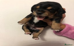 Mixed Breed dogs for sale: Jackapoo cross dachshund puppy’s  - Advert 12