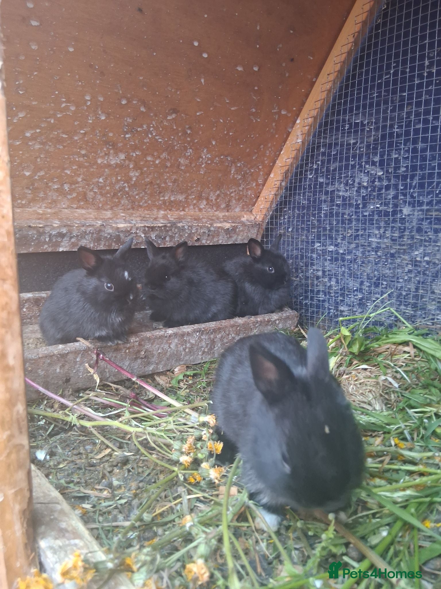 Dwarf Lop rabbits £50 each  - Advert 1