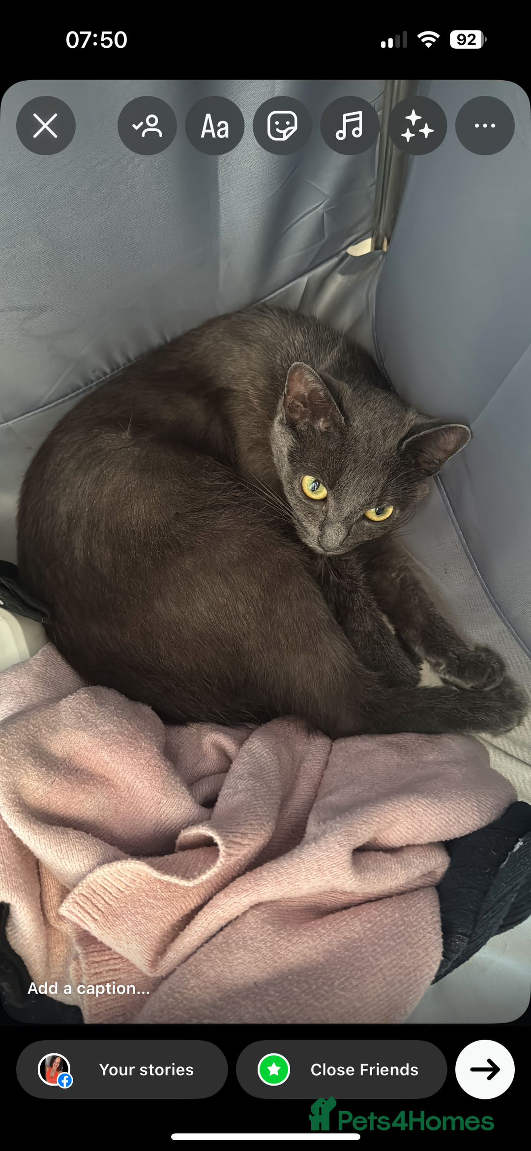 Mixed Breed cats for sale: Beautiful Kittens  - Image 4