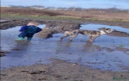 Mixed Breed dogs for sale: 4 year old Male Lurcher cross Collie Greyhound - Image 9