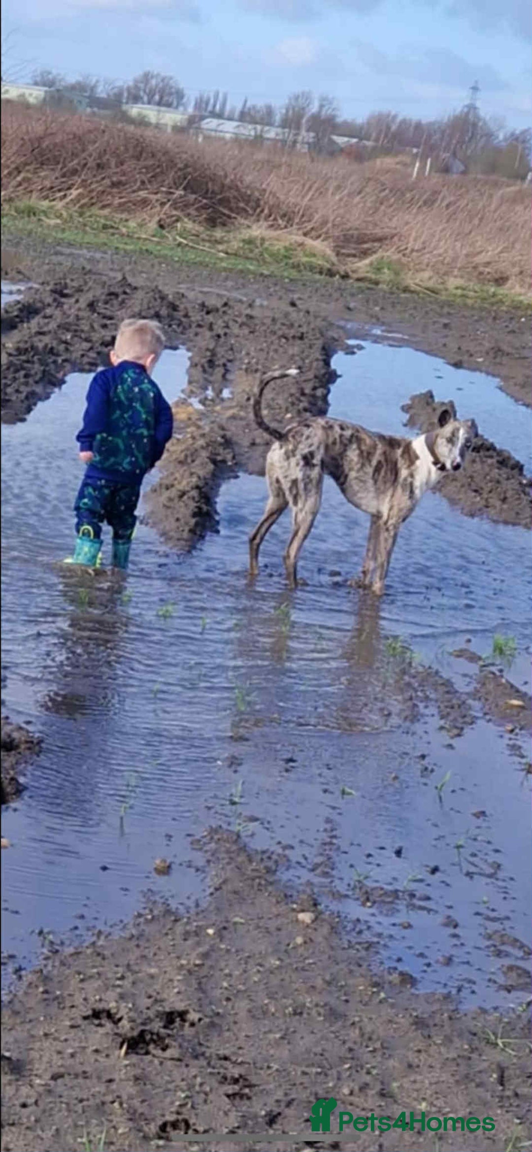 Mixed Breed dogs for sale: 4 year old Male Lurcher cross Collie Greyhound - Image 9