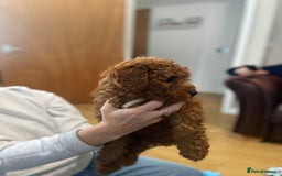 Cavapoochon dogs for sale: Cavapoochons!!  - Image 3