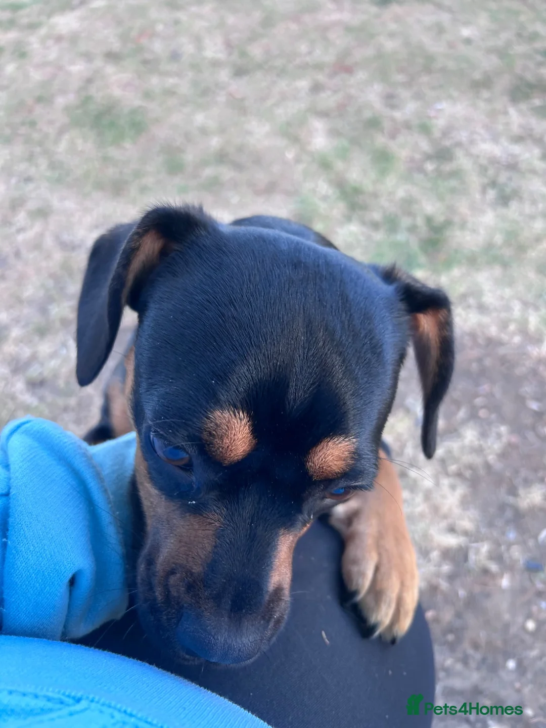 Mixed Breed dogs for sale: Matilda  in Boston - Advert 2