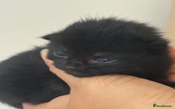 Mixed Breed cats for sale: Seven Tiny Adventures Waiting for Their Families - Advert 16