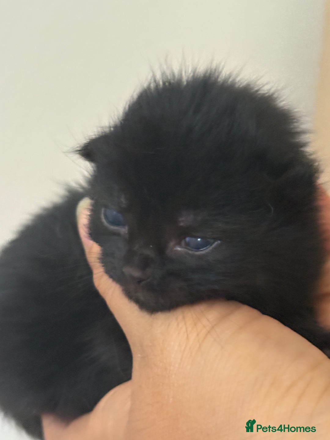 Mixed Breed cats for sale: Seven Tiny Adventures Waiting for Their Families - Advert 16