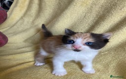 Maine Coon cats for sale: Maine coon x - Image 5