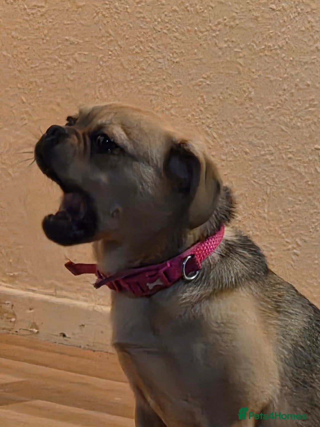 Frug dogs for sale: Lulu  - Image 5