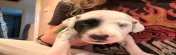Dalmatian dogs for sale: 6 Dalmatian Puppies for Sale  in Heathfield - Advert 6