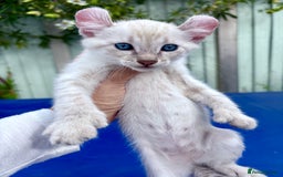 Bengal cats for sale: Gob smacking rare kittens  - Image 1