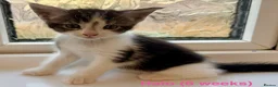 Maine Coon cats for sale: Maine Coon cross kittens in York - Advert 3