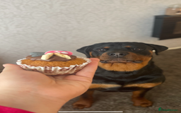 Rottweiler dogs for sale: 3 Year old Rottweiler for sale  - Image 2