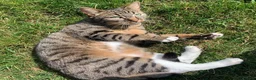 British Longhair cats for sale: Loving family cat in Preston - Advert 1