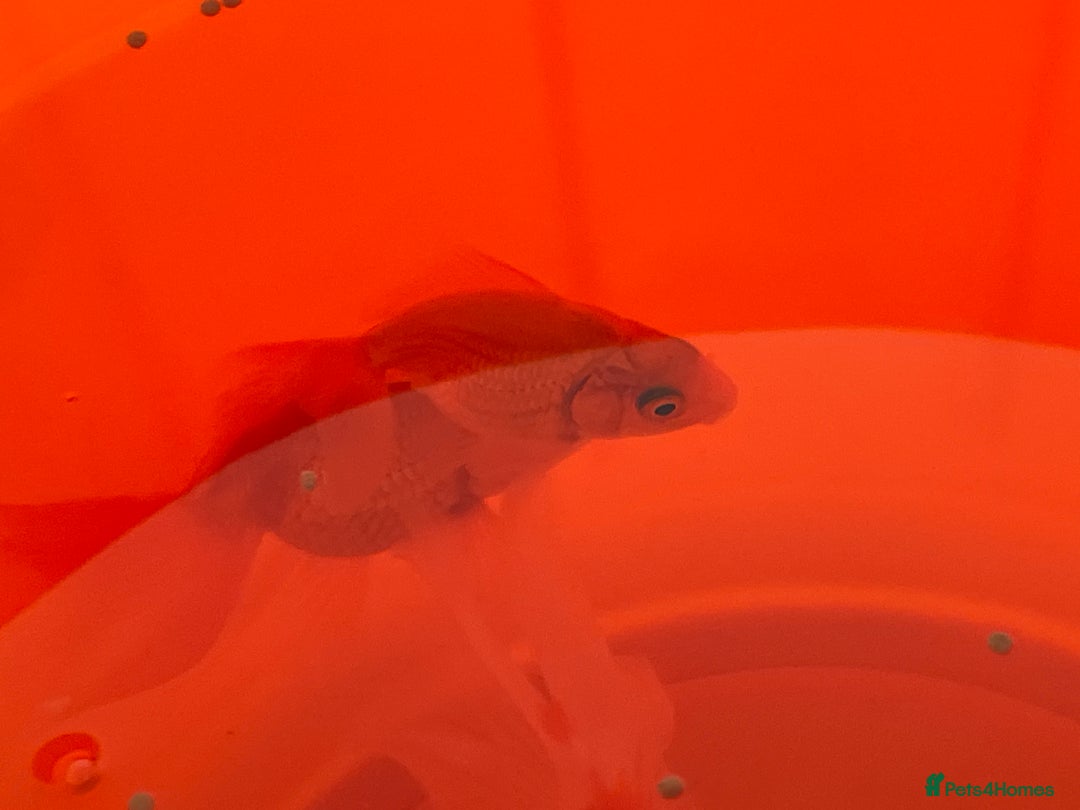 Goldfish fish for sale: 4 fishes check description for me detailed - Advert 3