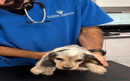 Cocker Spaniel dogs for sale: Beautiful Cocker Spaniel Girl Puppy - Advert 7