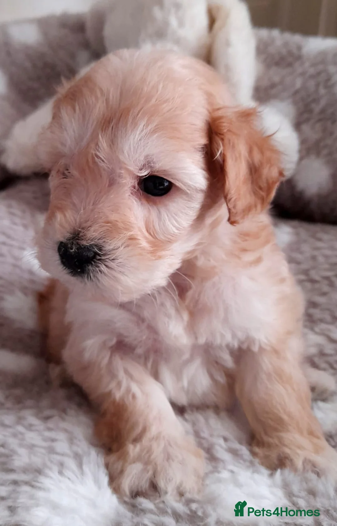 Schnoodle dogs for sale: Adorable schnoodle puppies  - Advert 1