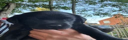 Labrador Retriever dogs for sale: Black KC Lab puppies - Advert 27