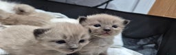 Ragdoll cats for sale: Adorable Ragdoll Kittens for sale - Advert 7
