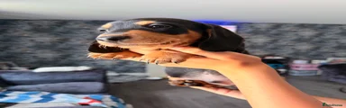 Dachshund 2 Ralph 