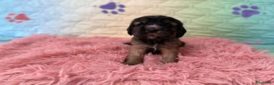 Cocker Spaniel Puppy 5