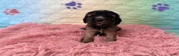 Cocker Spaniel dogs for sale: Kc registered show cocker spaniels  - Advert 7