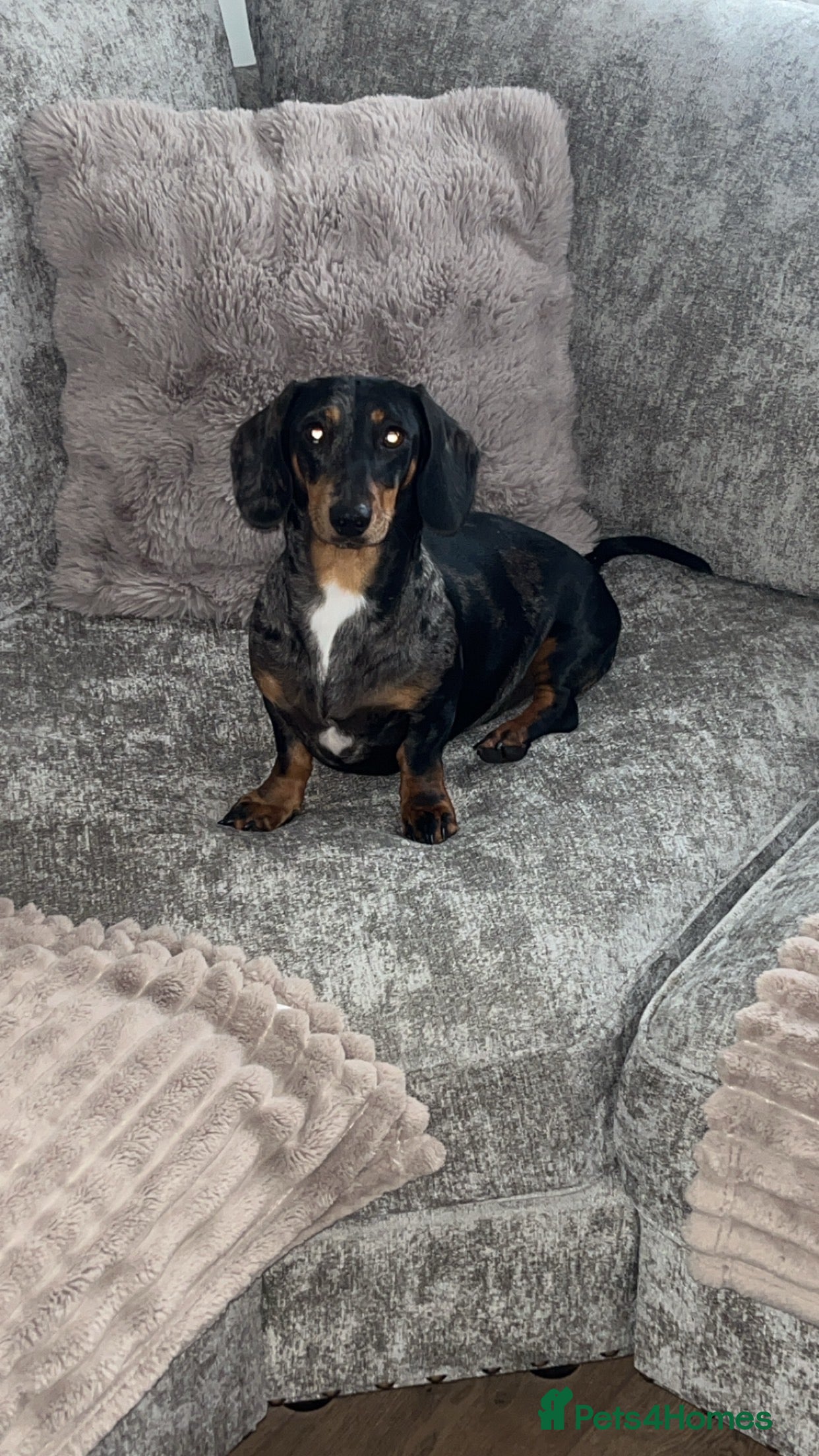 Miniature Dachshund dogs Mini Dachshund - Advert 2