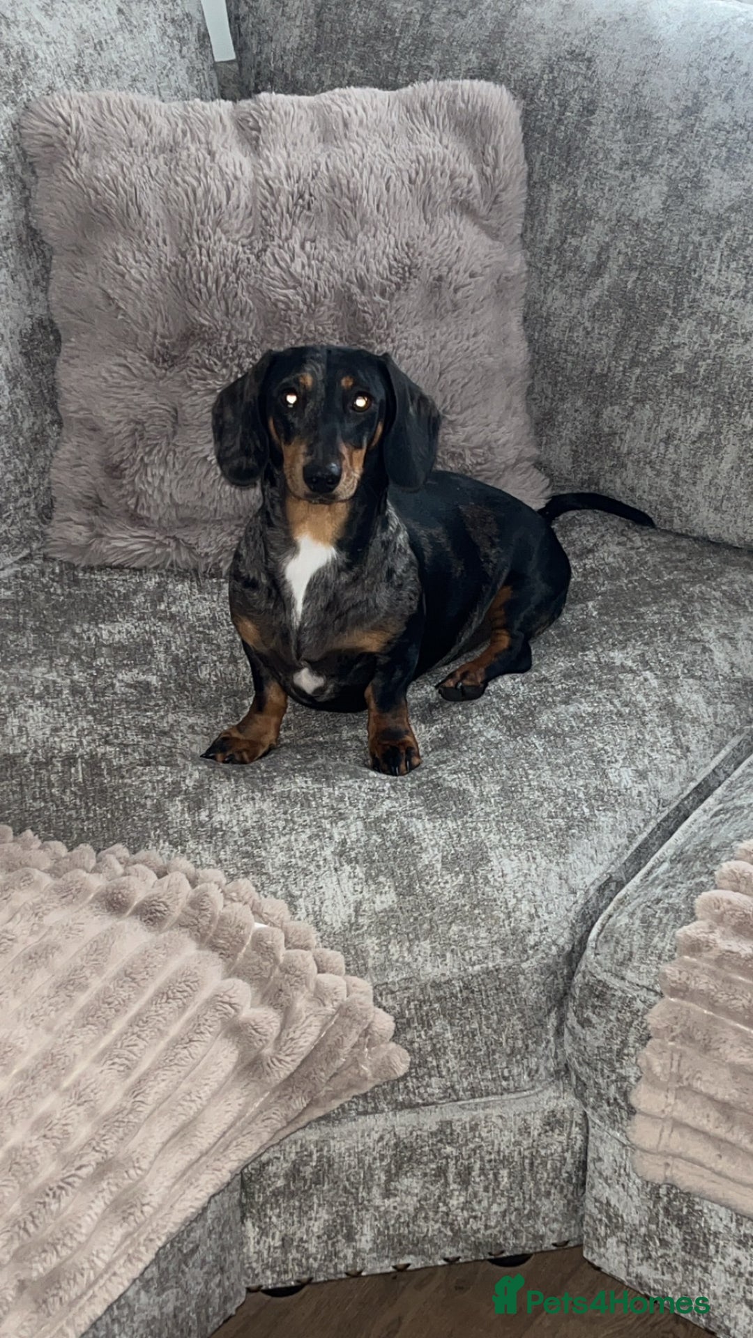 Miniature Dachshund dogs for sale: Mini Dachshund - Advert 1