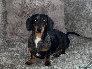 Miniature Dachshund dogs Mini Dachshund - Advert 1